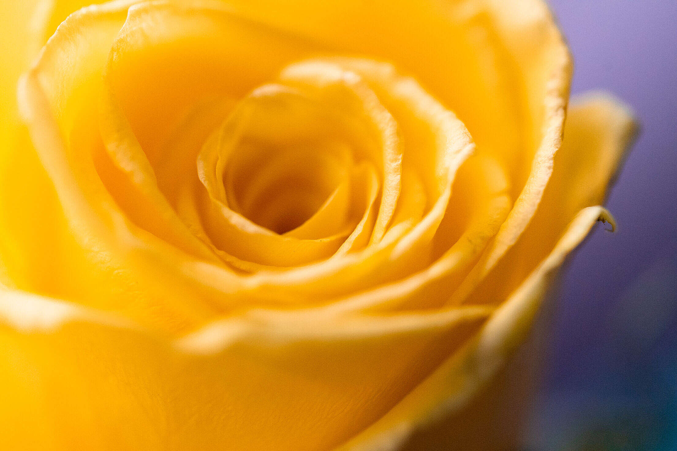Yellow Rose Bloom Close Up Free Stock Photo