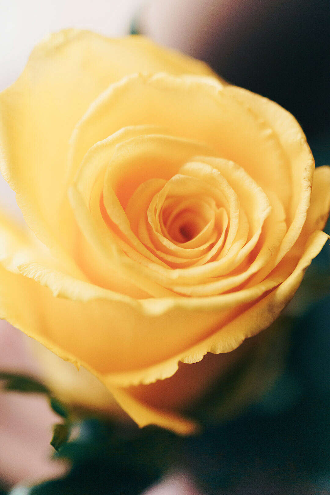 Download Yellow Rose Vertical FREE Stock Photo