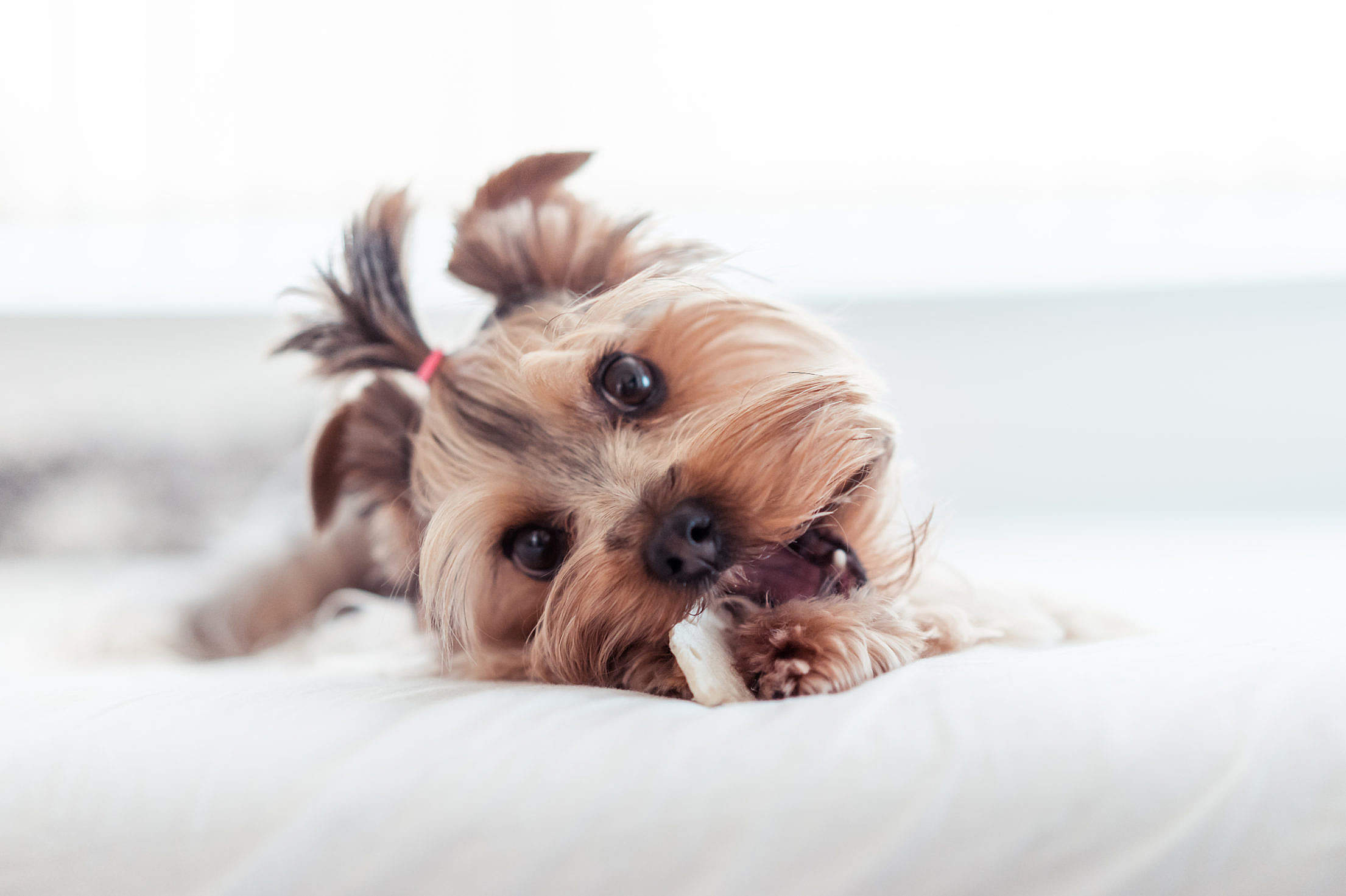 Yorkshire Terrier Eating Treats in Bed Free Stock Photo
