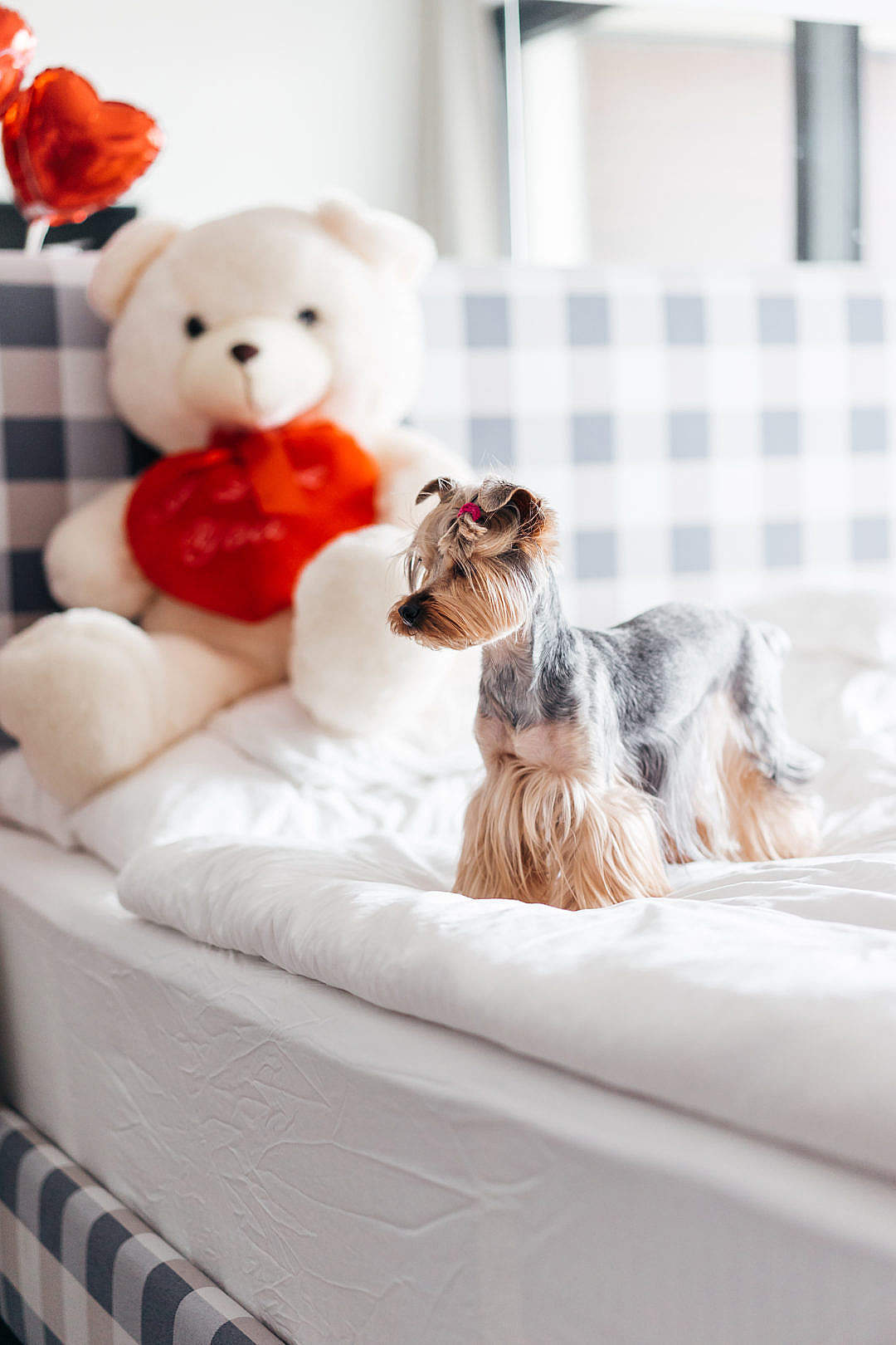 Download Yorkshire Terrier Standing on Bed FREE Stock Photo