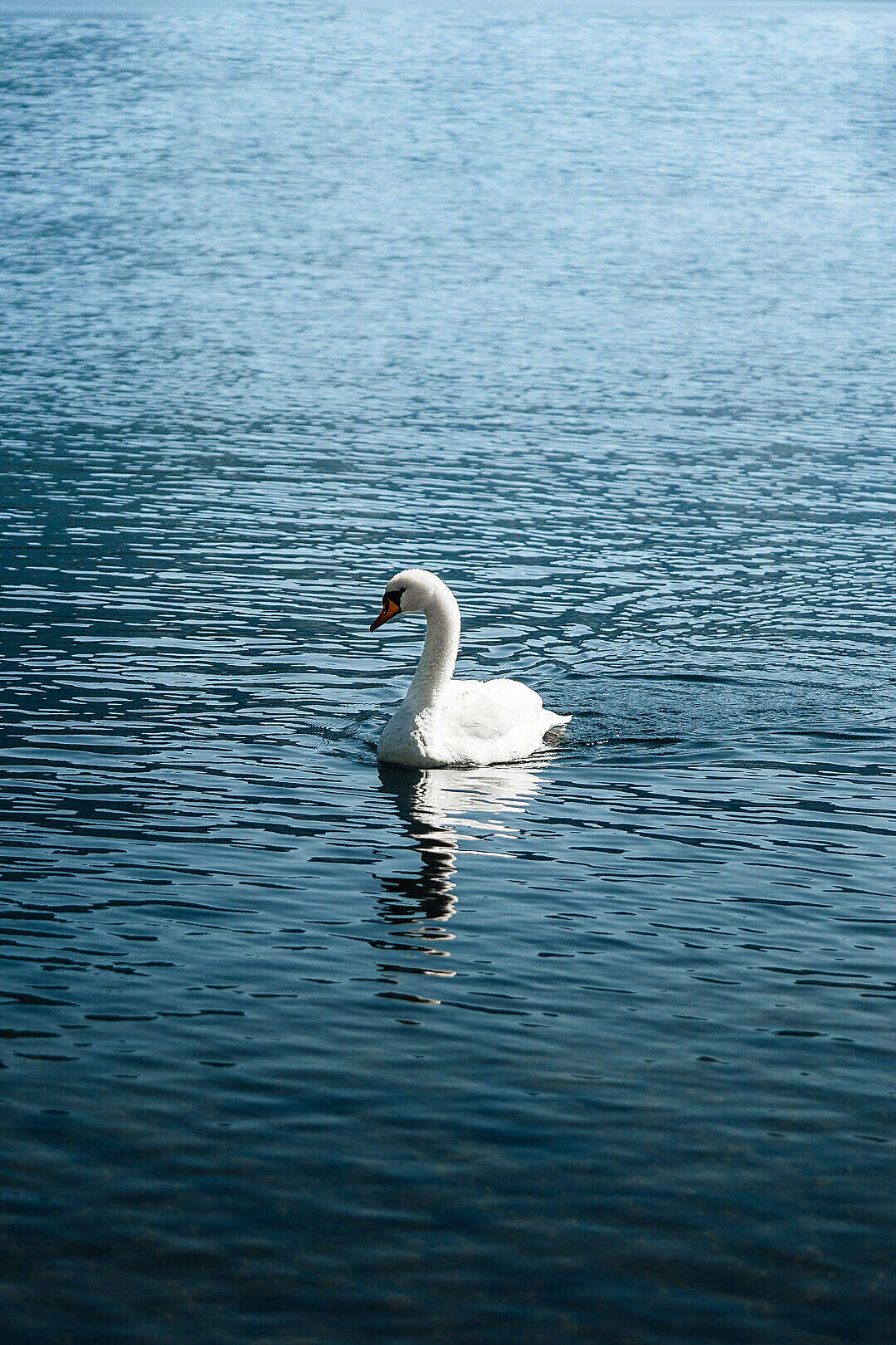 Young White Swan on a Lake
