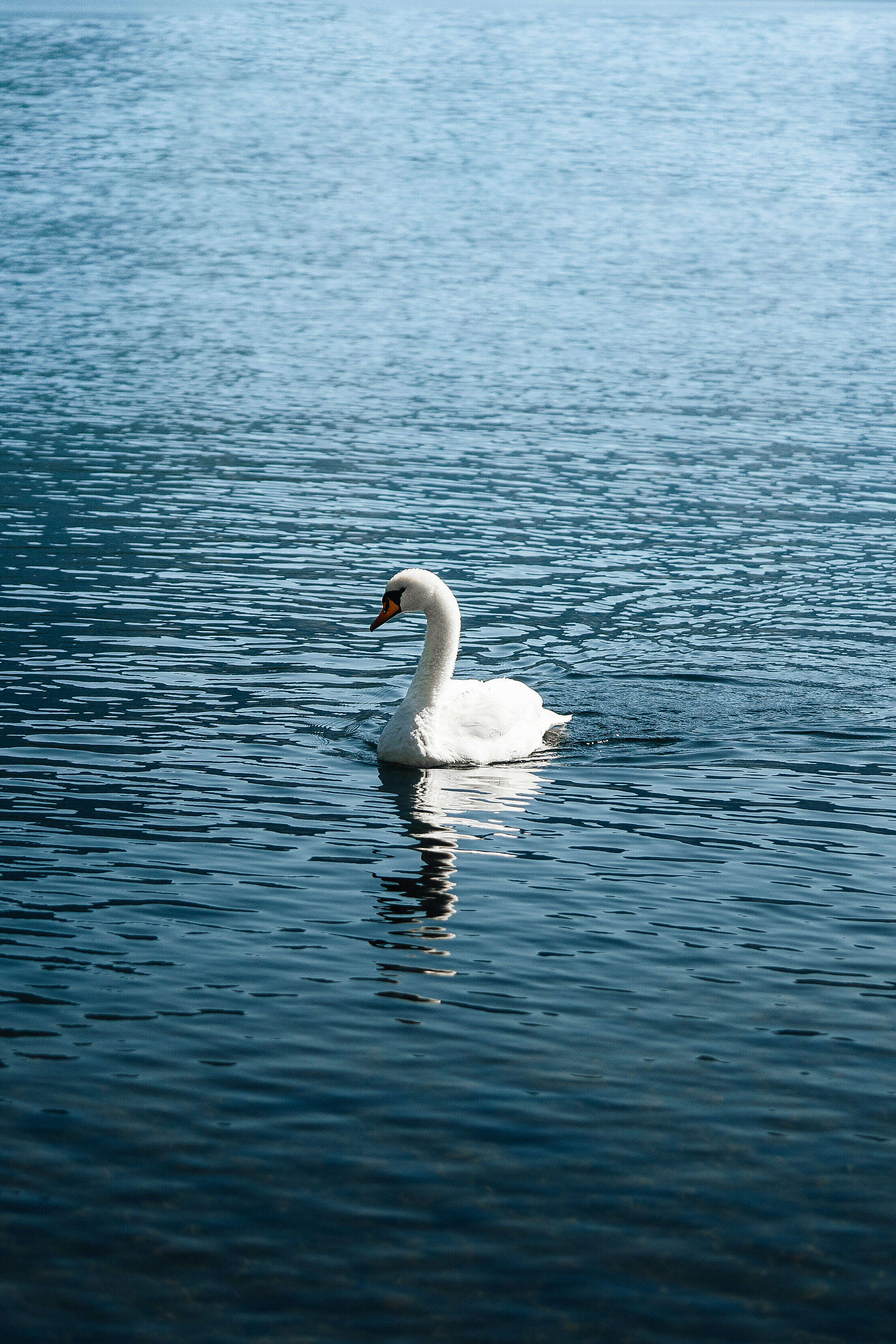 Young White Swan on a Lake Free Stock Photo